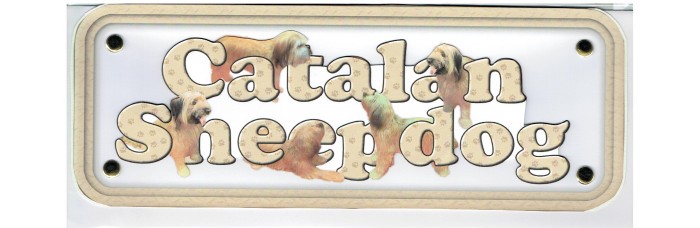 Catalan Sheepdog Catalan Sheepdog